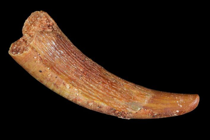 Pterosaur (Siroccopteryx) Tooth - Morocco #101706